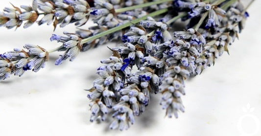 Hydrating Lavender Hair oil