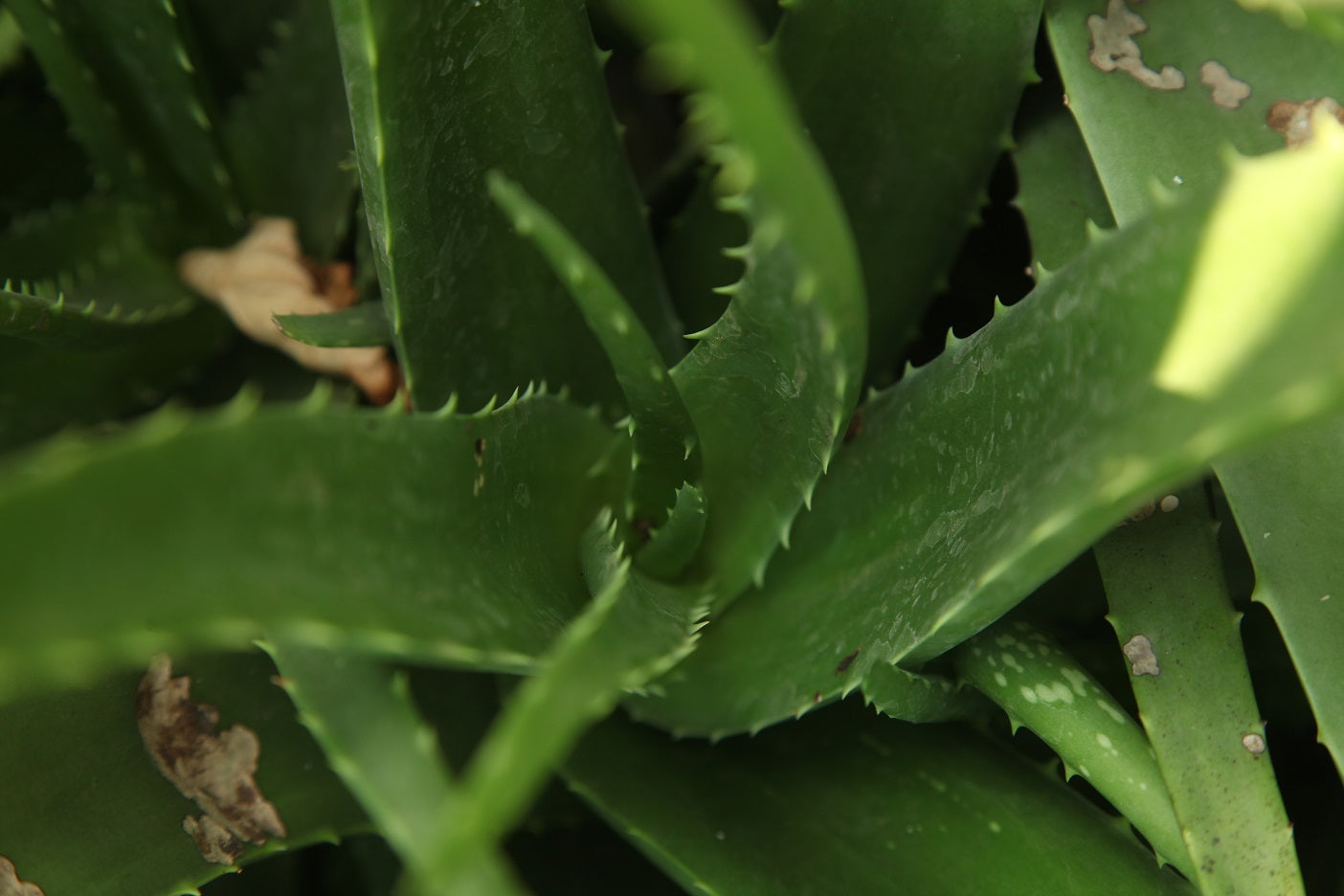 Aloe vera