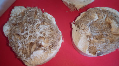 Ridge loofah Goat Milk Soap
